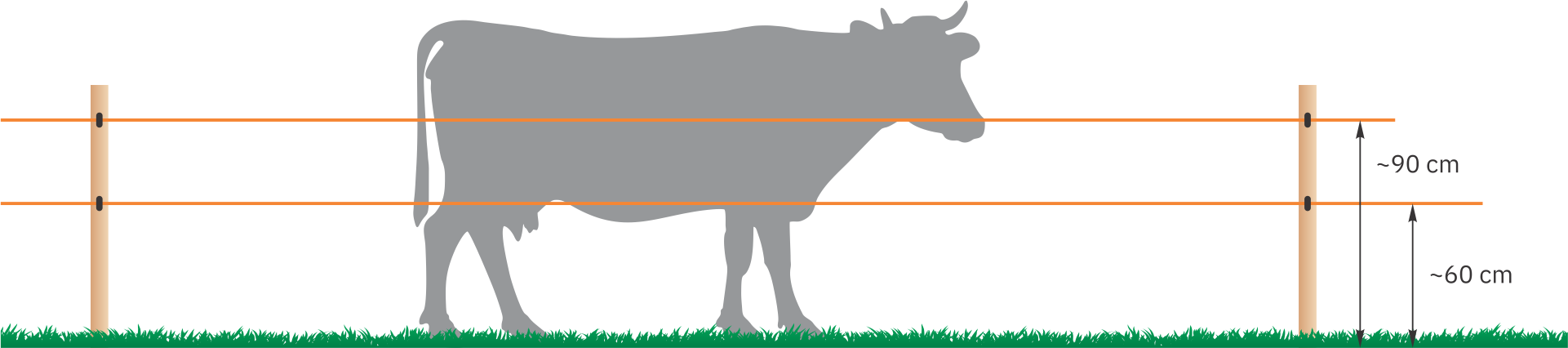 Млечни крави