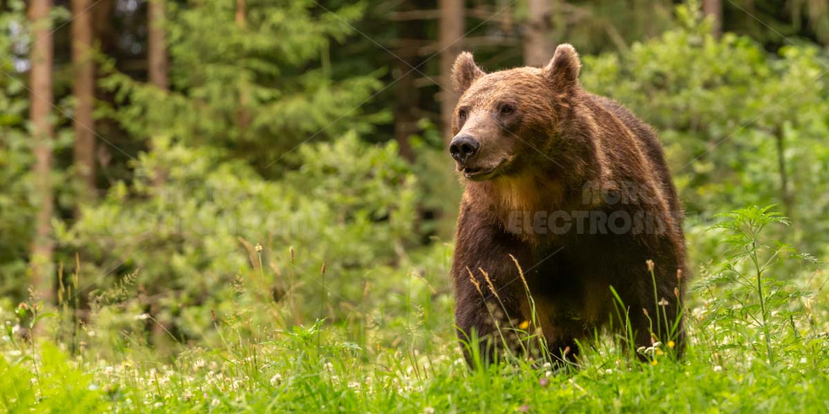 Електрическа ограда за мечки