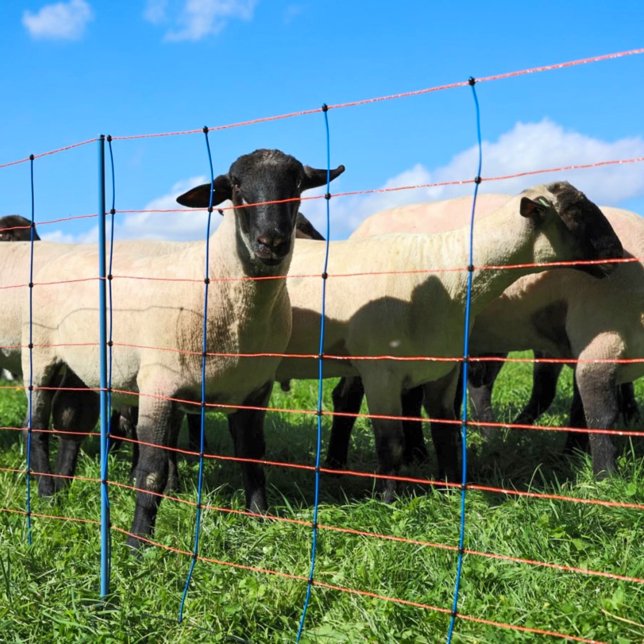 Мрежа за електропастир, TitanNet Premium, 50 м × 108 см