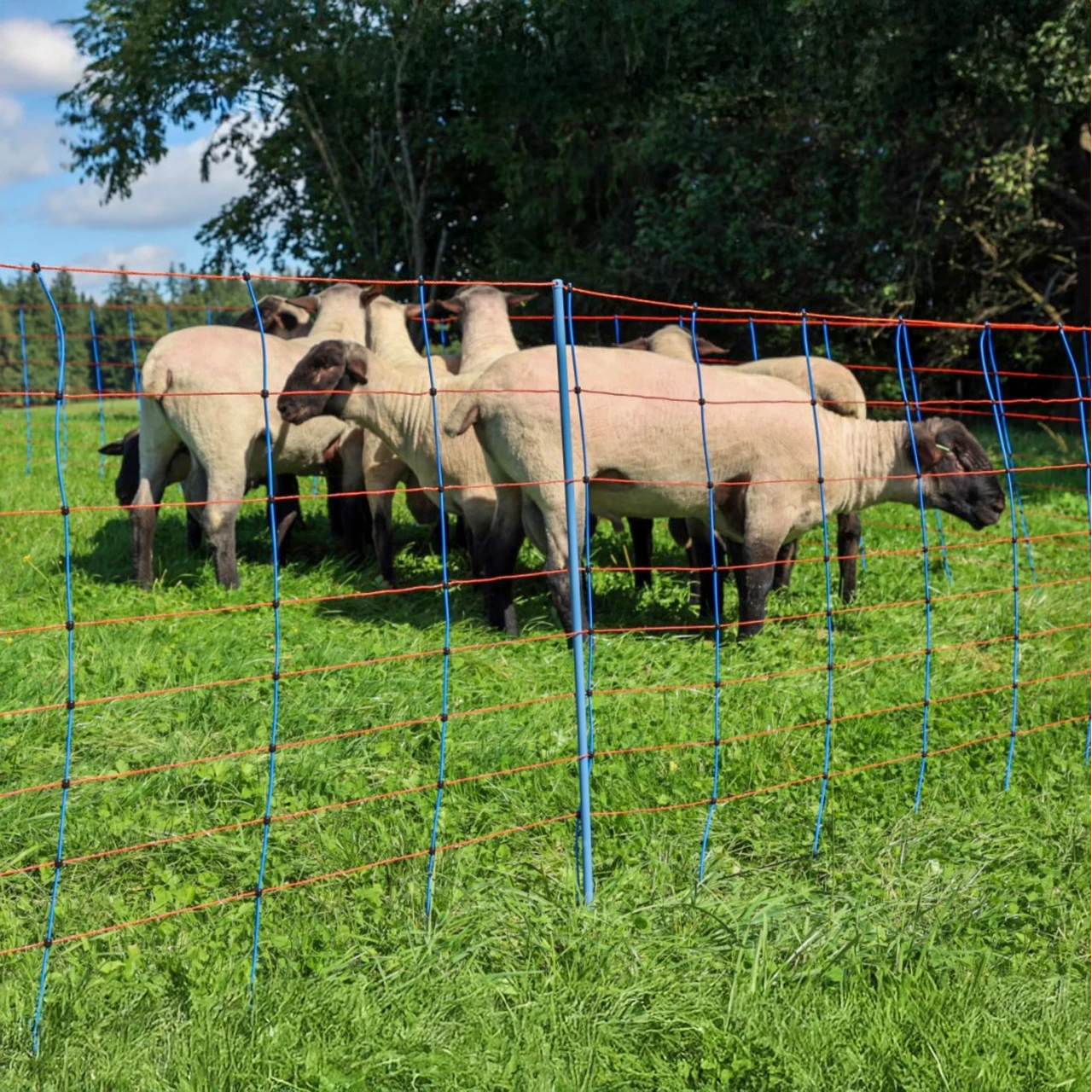 Мрежа за електропастир, TitanNet Premium, 50 м × 108 см