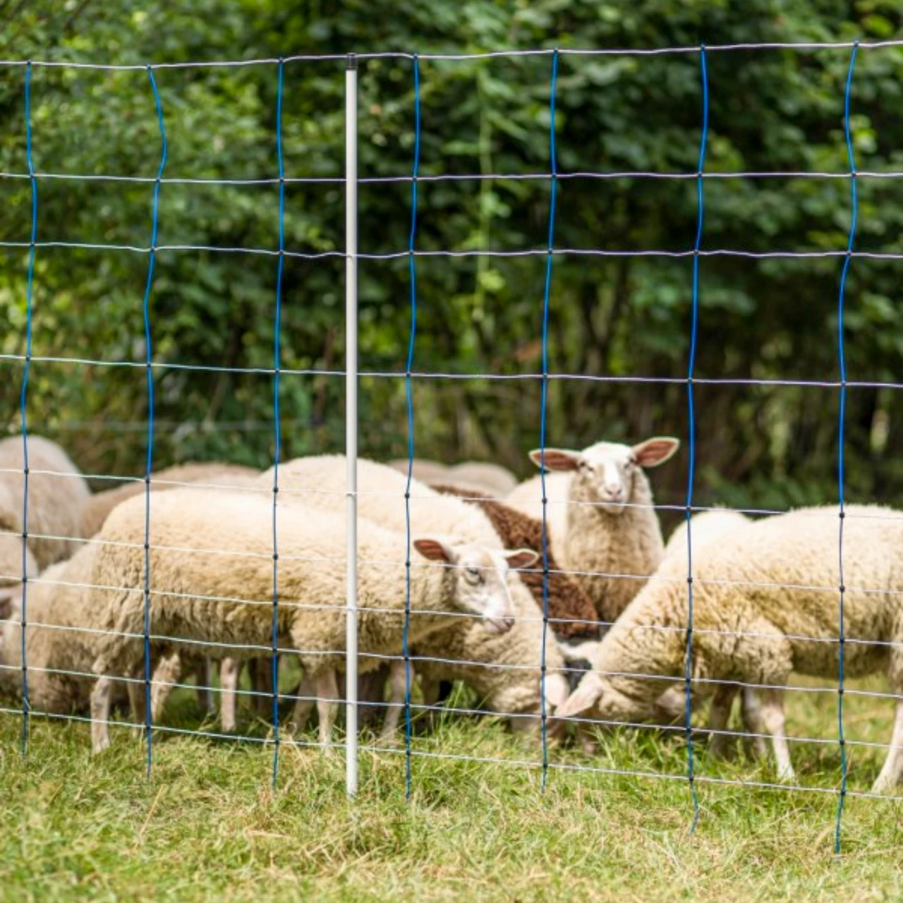 Мрежа за електропастир, TitanNet, 50 м × 145 см