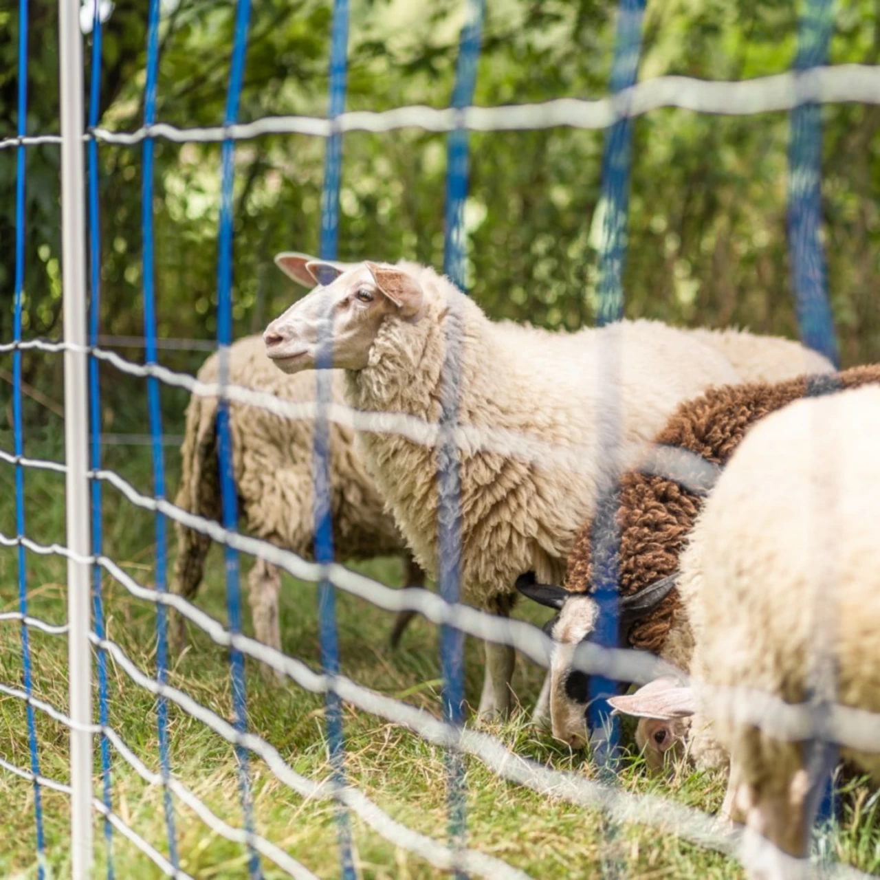 Мрежа за електропастир, TitanNet, 50 м × 145 см