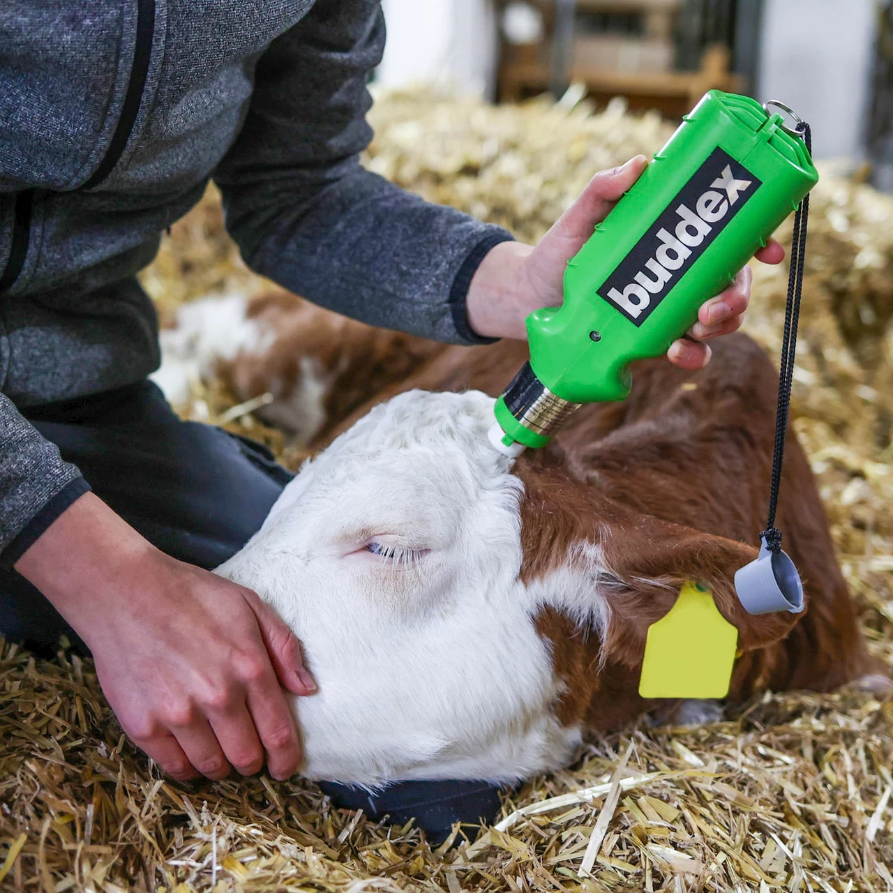 Акумулаторен обезроговител за телета, Buddex