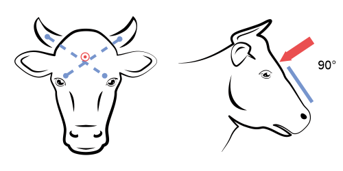 Правилно позициониране на устройството за зашеметяване при говеда