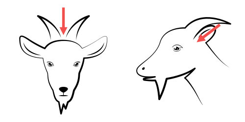 Правилно позициониране на устройството за зашеметяване при кози