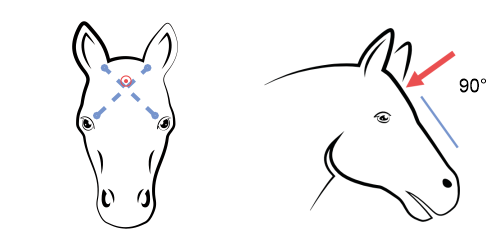 Правилно позициониране на устройството за зашеметяване при коне