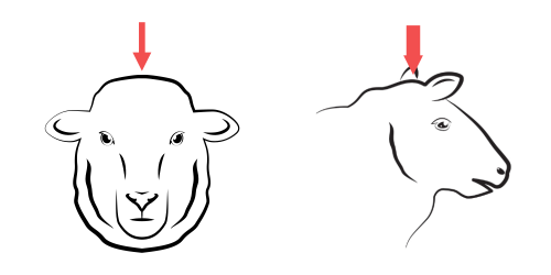 Правилно позициониране на устройството за зашеметяване при овце