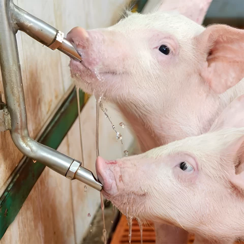 Нипел поилка с резба 1/2", за прасета, с нипел 3/8"