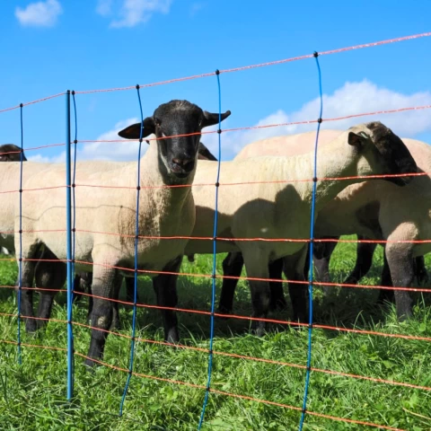 Мрежа за електропастир, TitanNet Premium, 50 м × 108 см