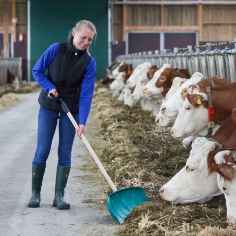Лопата за обработка на фураж, без дръжка, 65 × 27 cм