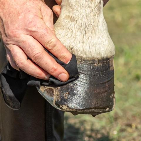 Масло за копита, MagicBrush, 500 мл.