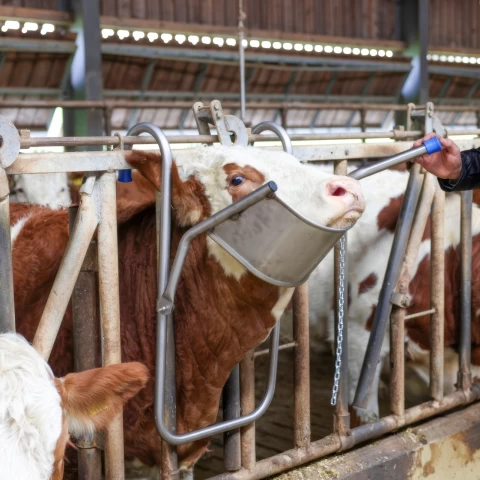 Регулируема опора за главата на едър рогат добитък, предназначена за процедури