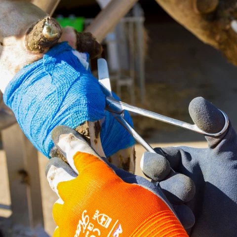 Бинт за копита, Vetlastic, син, 450 × 7,5 см