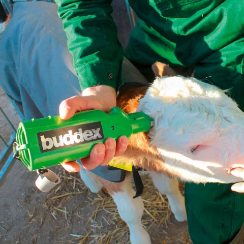 Акумулаторен обезроговител за телета, Buddex
