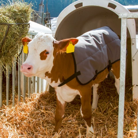 Одеяло за телета, водоустойчиво, сиво, 80 × 70 см