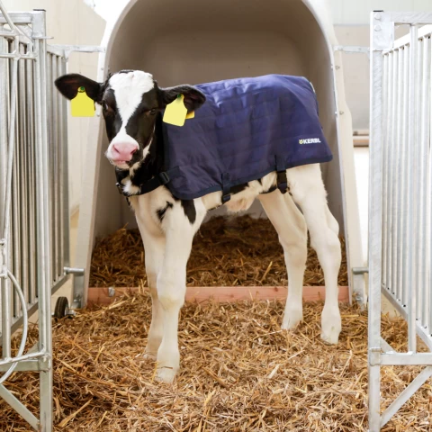 Одеяло за телета, водоустойчиво, EasyWear, тъмно синьо, 80 × 70 см