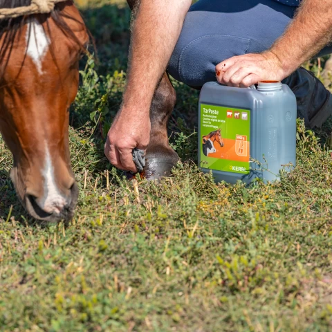 Буков катран, TarPaste, 5 кг