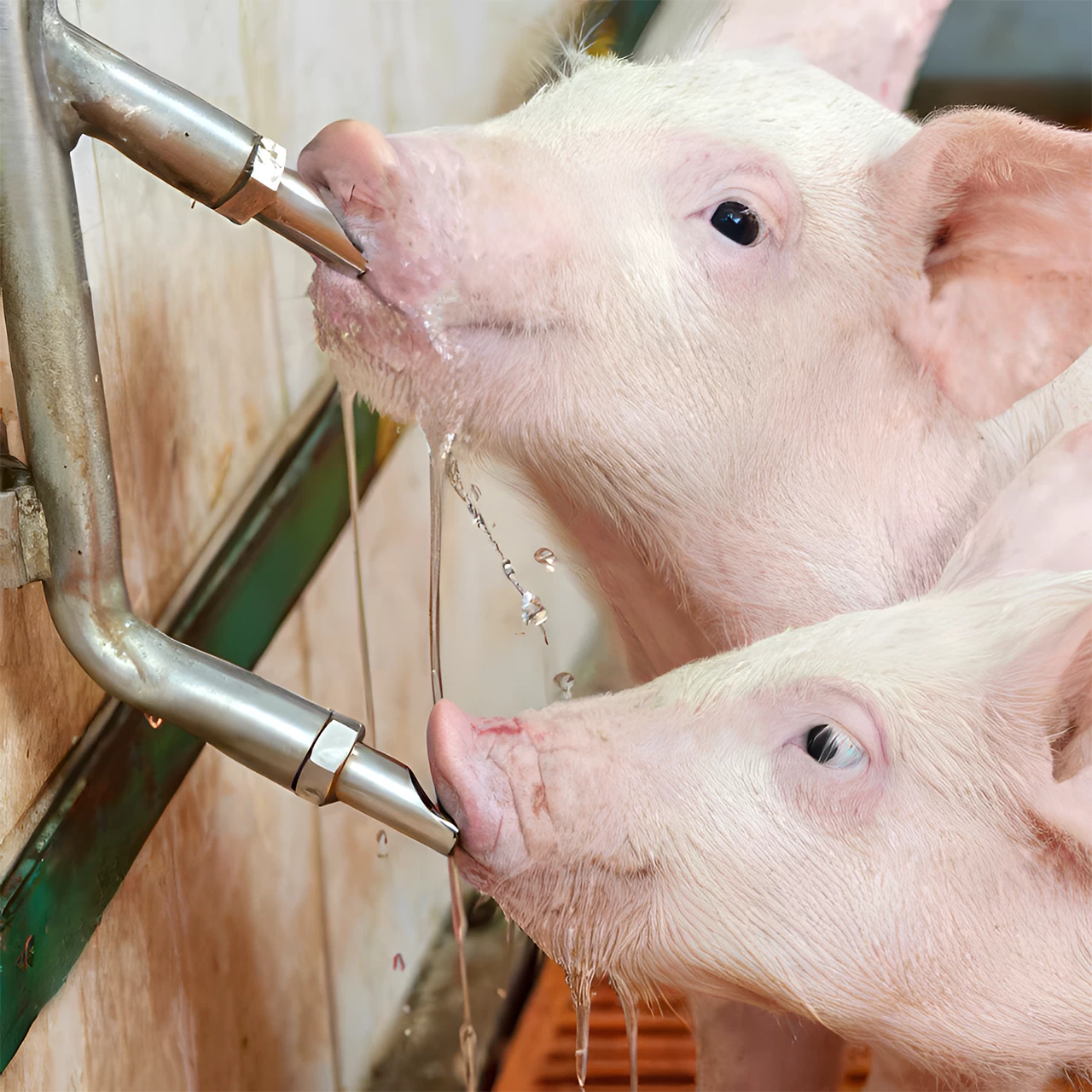 Нипел поилка с резба 1/2", за свине майки, с нипел 3/4"