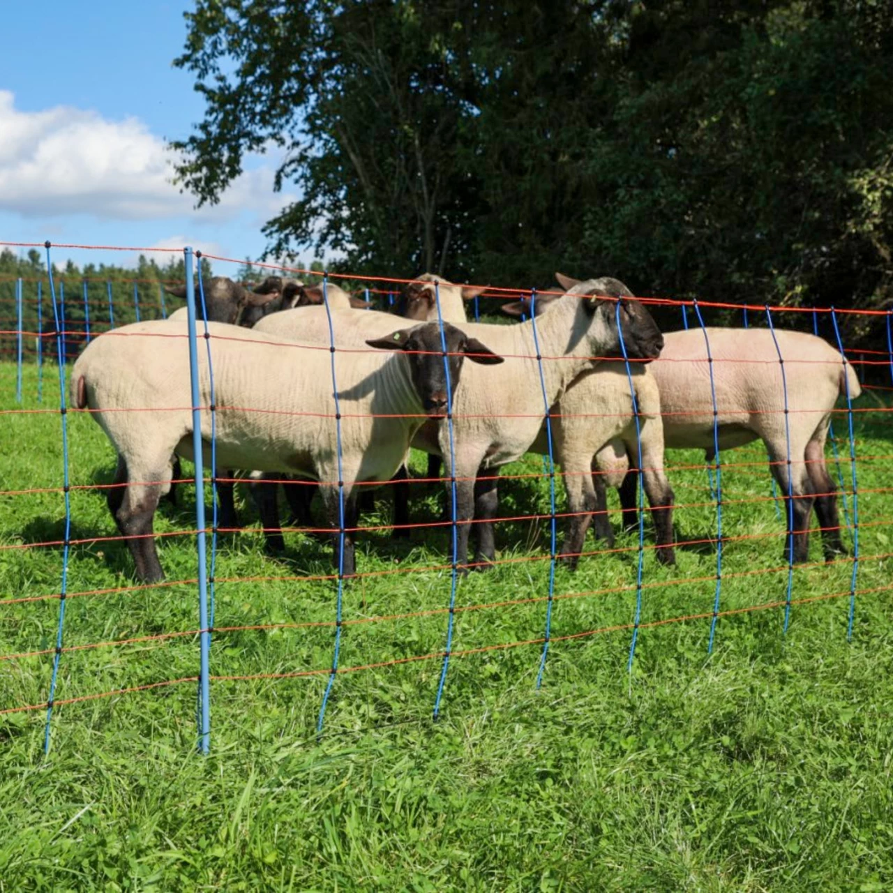 Мрежа за електропастир, TitanNet Premium, 50 м × 108 см