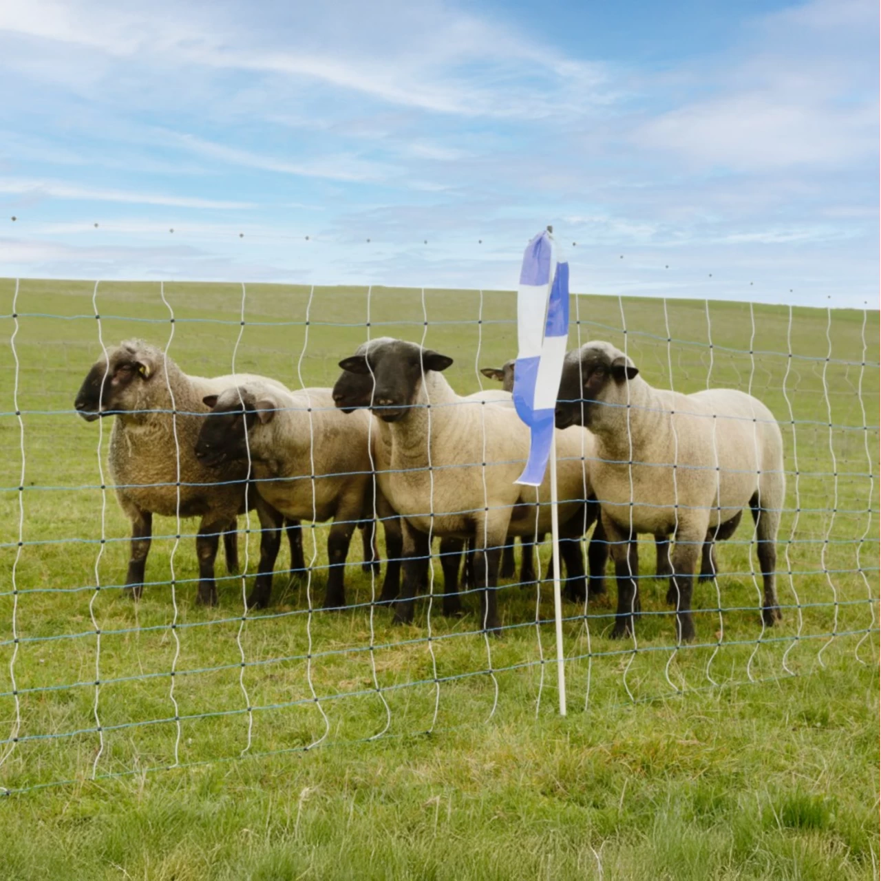 Мрежа за електропастир, OviNet Maxi, 50 м × 122 см