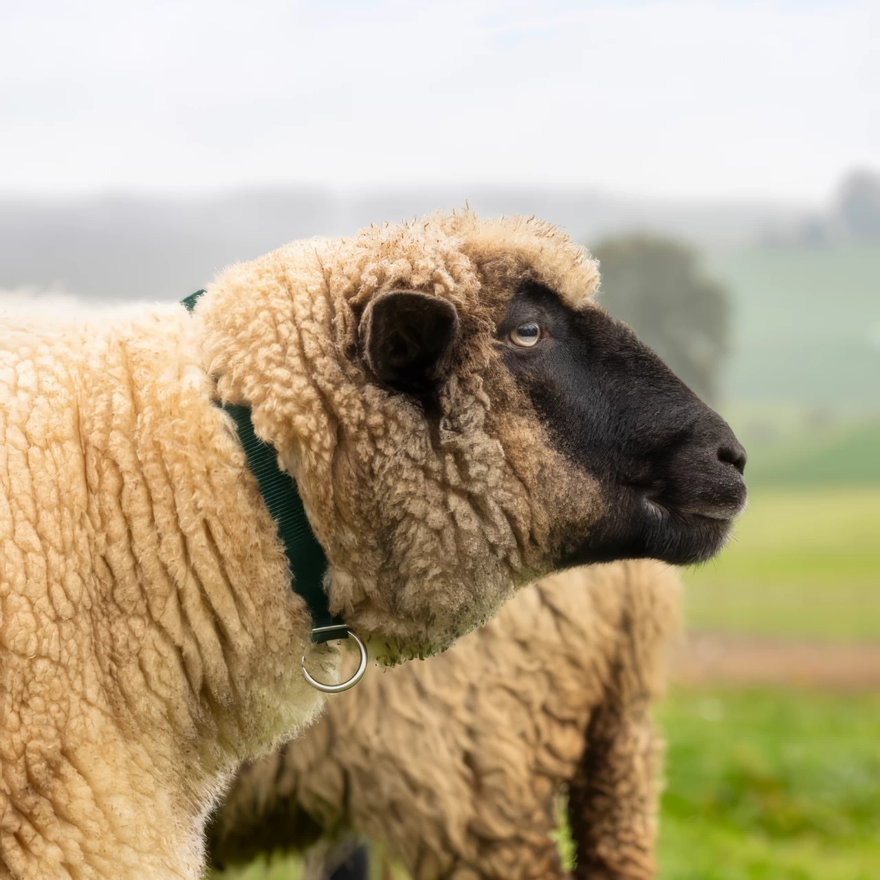 Нашийник за овце, зелен, 60 см