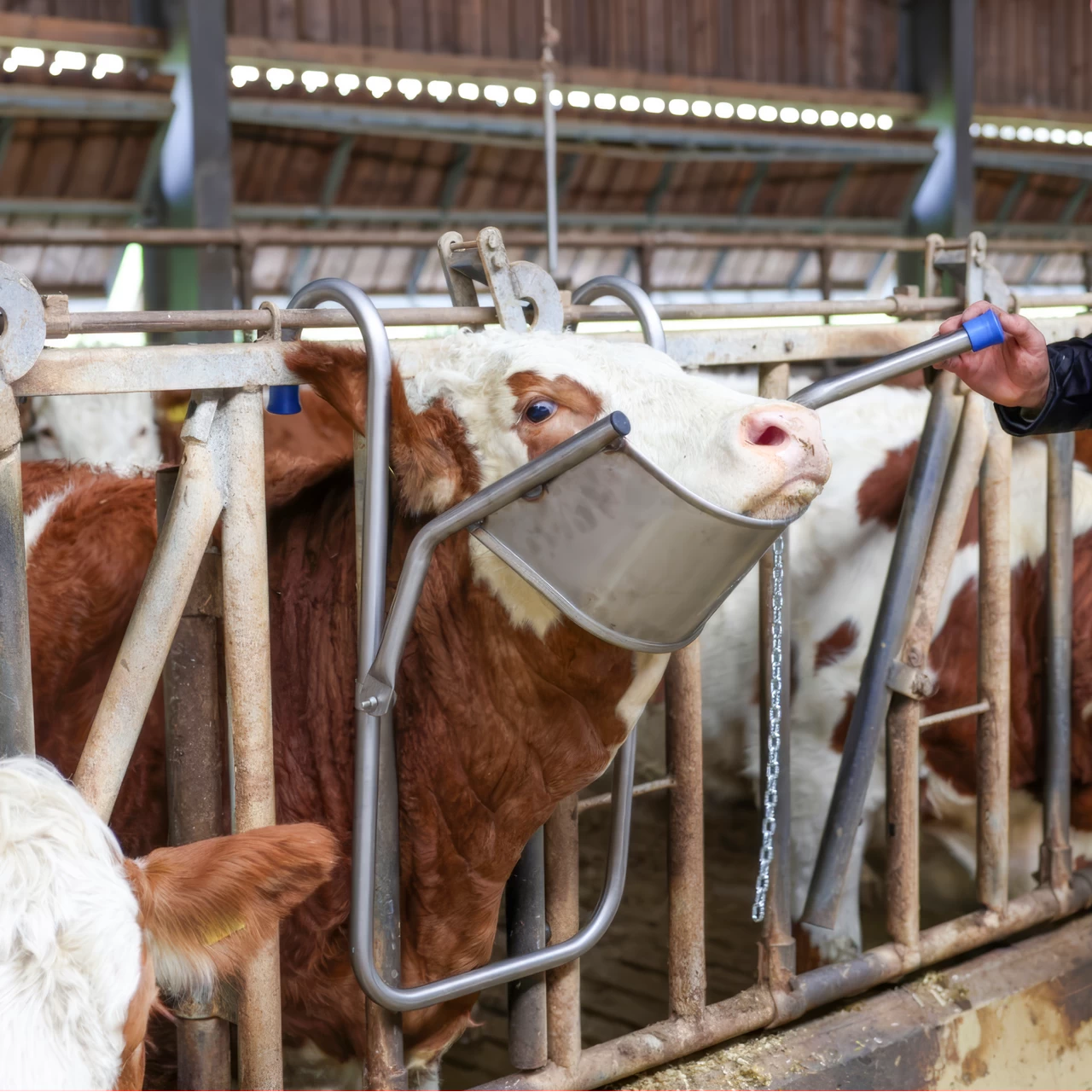 Регулируема опора за главата на едър рогат добитък, предназначена за процедури