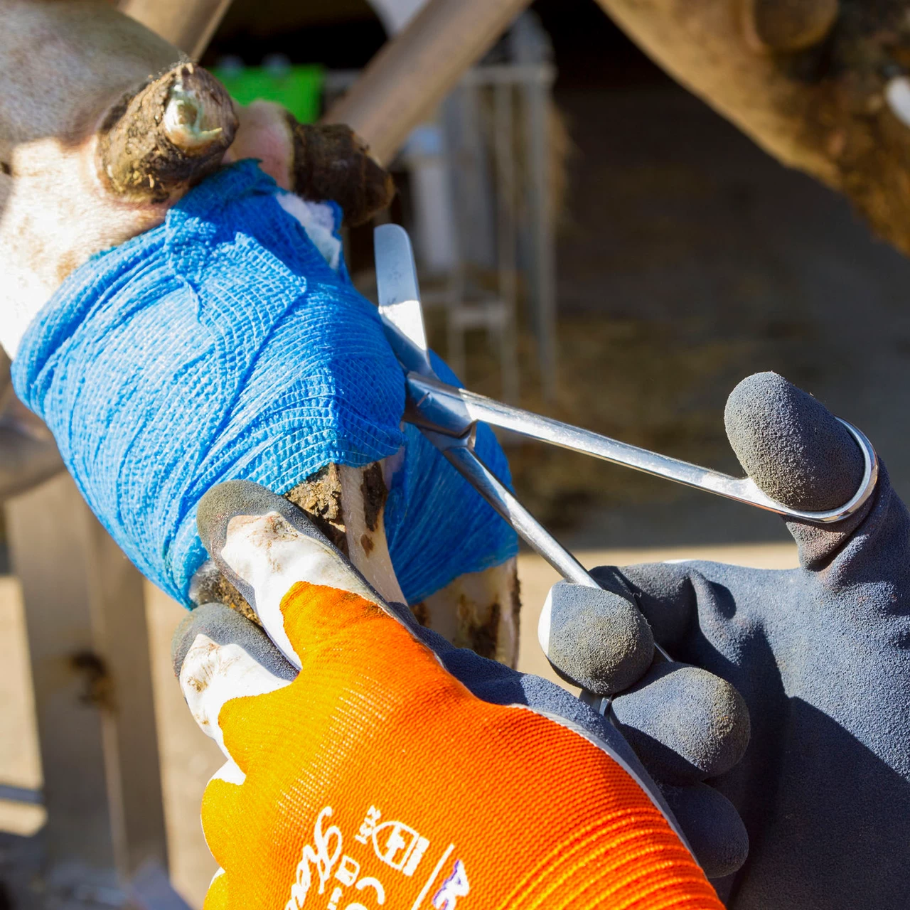 Бинт за копита, Vetlastic, син, 450 × 7,5 см